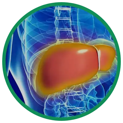 Dra. Rosana Schechter, Gastroenterologista especialista em Motilidade digestiva - Esteatose hepática - Gordura no fígado